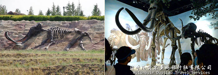 扎赉诺尔博物馆猛犸象化石