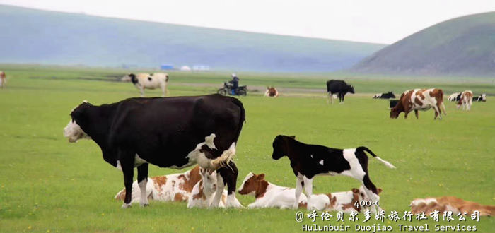呼伦贝尔草原上的牛群