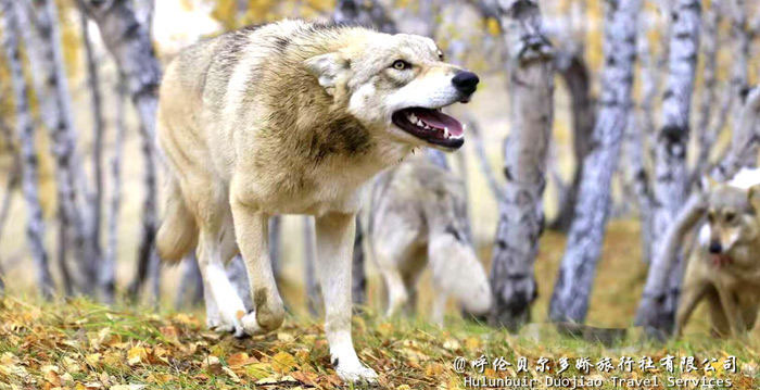 内蒙古莫尔道嘎国家森林公园的狼