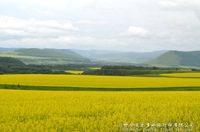 呼伦贝尔油菜花田